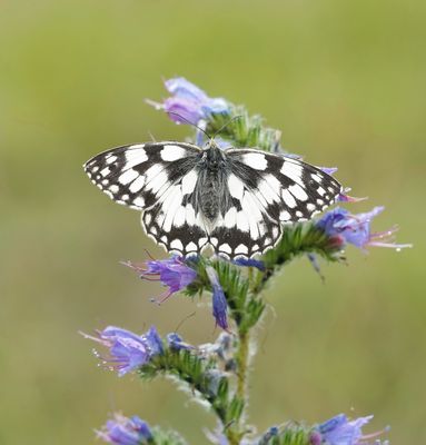 Dambordje / Marbled White
