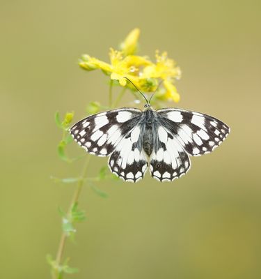 Dambordje / Marbled White