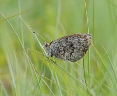 Zwitserse Glanserebia / Swiss Brassy Ringlet