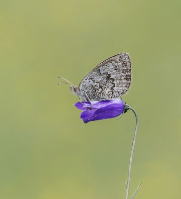 Zwitserse Glanserebia / Swiss Brassy Ringlet