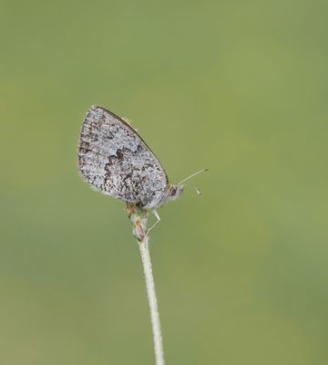 Zwitserse Glanserebia / Swiss Brassy Ringlet