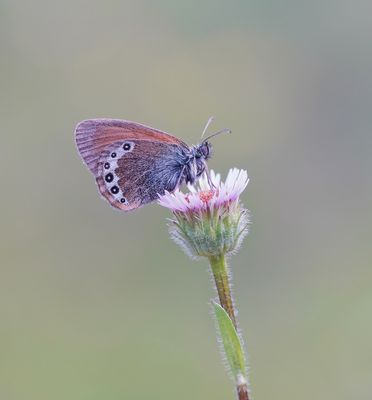 Alpenhooibeestje / Alpine Heath
