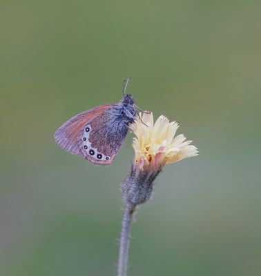 Alpenhooibeestje / Alpine Heath