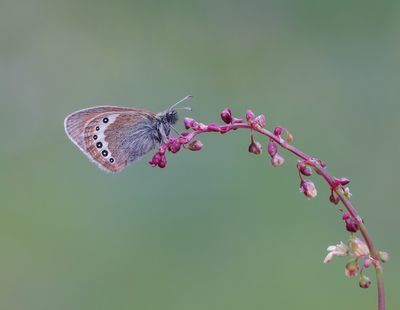 Alpenhooibeestje / Alpine Heath