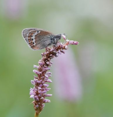 Alpenhooibeestje / Alpine Heath