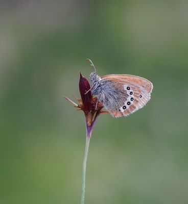 Alpenhooibeestje / Alpine Heath