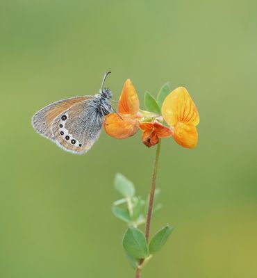 Alpenhooibeestje / Alpine Heath