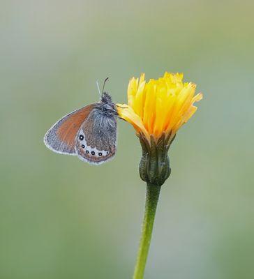 Alpenhooibeestje / Alpine Heath
