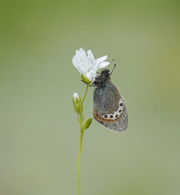 Alpenhooibeestje / Alpine Heath