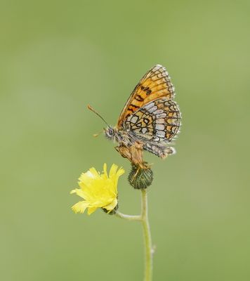 :: Alpenparelmoervlinder / Grisons Fritillary ::