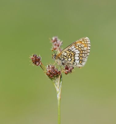 :: Alpenparelmoervlinder / Grisons Fritillary ::