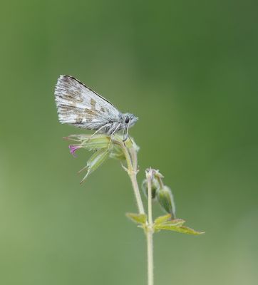 Donker Spikkeldikkopje / Dusky Grizzled Skipper