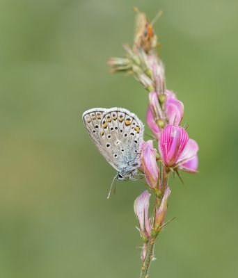 Alpensaffierblauwtje / Alpine Zephyr Blue