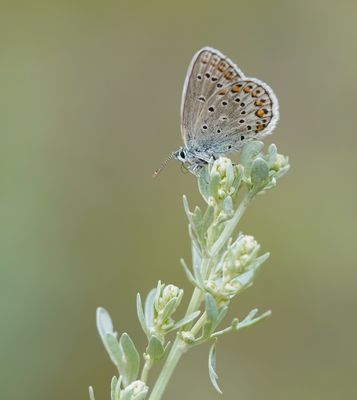 Alpensaffierblauwtje / Alpine Zephyr Blue