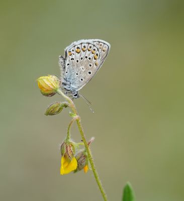 Alpensaffierblauwtje / Alpine Zephyr Blue