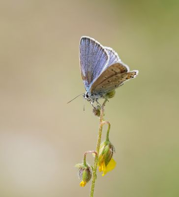 Alpensaffierblauwtje / Alpine Zephyr Blue