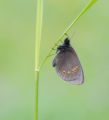 Amandeloogerebia / Almond Ringlet
