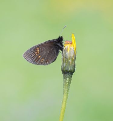 Amandeloogerebia / Almond Ringlet