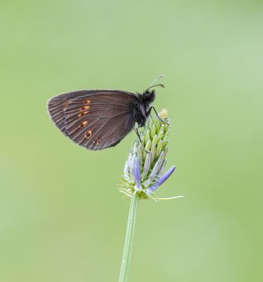 Amandeloogerebia / Almond Ringlet