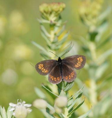 Amandeloogerebia / Almond Ringlet