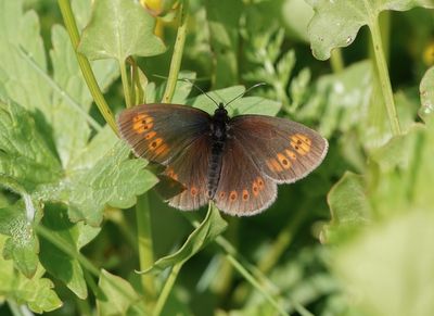Amandeloogerebia / Almond Ringlet