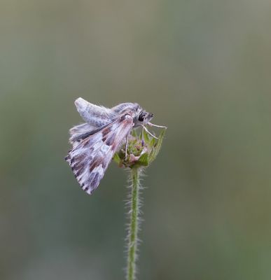 Andoorndikkopje / Marbled Skipper