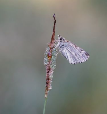 Andoorndikkopje / Marbled Skipper