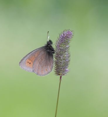 Bergerebia / Mountain Ringlet