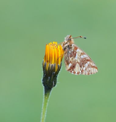 Bergparelmoervlinder / Mountain Fritillary