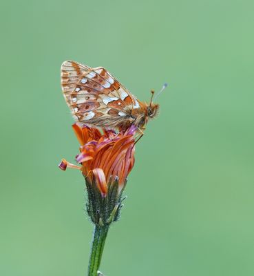 Bergparelmoervlinder / Mountain Fritillary