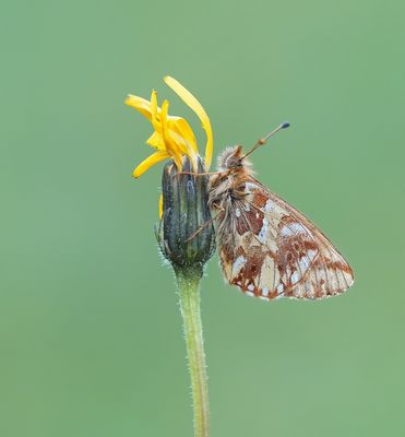 Bergparelmoervlinder / Mountain Fritillary