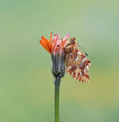 Bergparelmoervlinder / Mountain Fritillary