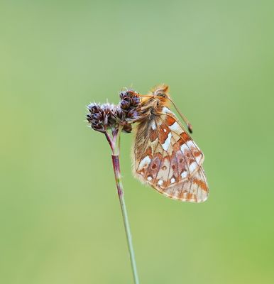 Bergparelmoervlinder / Mountain Fritillary