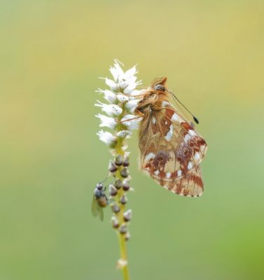 Bergparelmoervlinder / Mountain Fritillary