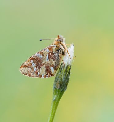 Bergparelmoervlinder / Mountain Fritillary