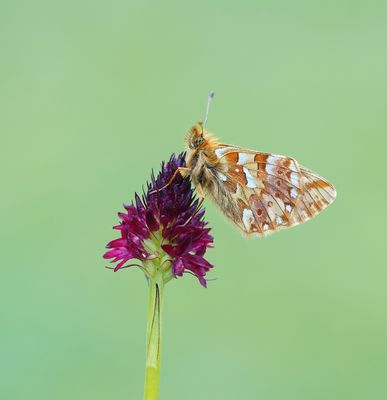 Bergparelmoervlinder / Mountain Fritillary
