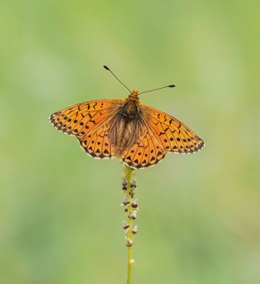 Bergparelmoervlinder / Mountain Fritillary