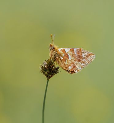 Bergparelmoervlinder / Mountain Fritillary