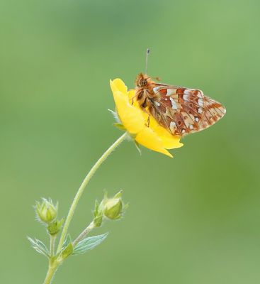 Bergparelmoervlinder / Mountain Fritillary