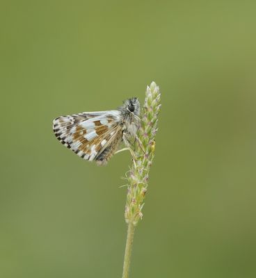 Voorjaarsspikkeldikkopje / Olive Skipper