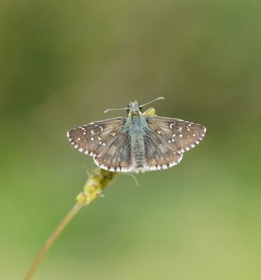 Voorjaarsspikkeldikkopje / Olive Skipper
