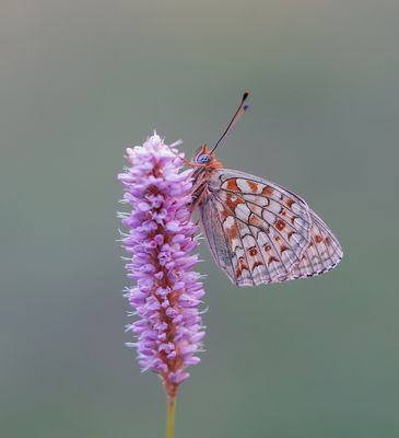 Duinparelmoervlinder / Niobe Fritillary