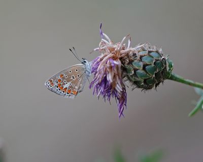 Esparcetteblauwtje / Chapman's Blue