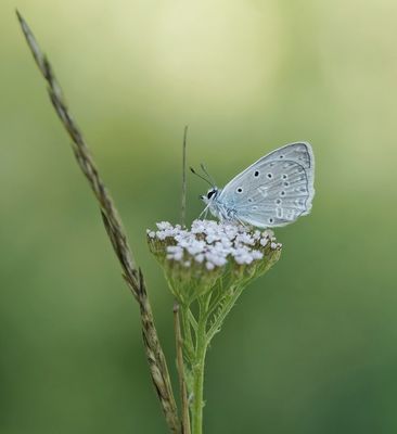 Getand Blauwtje / Meleager's Blue