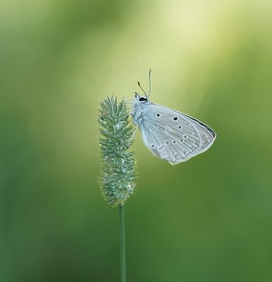 Getand Blauwtje / Meleager's Blue