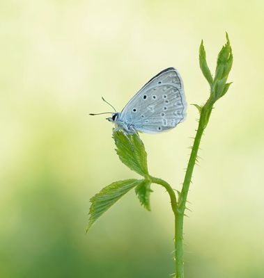 Getand Blauwtje / Meleager's Blue