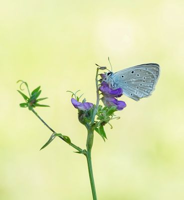 Getand Blauwtje / Meleager's Blue