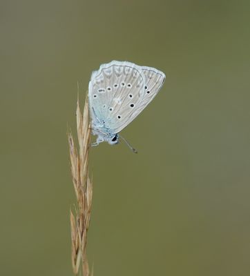 Getand Blauwtje / Meleager's Blue