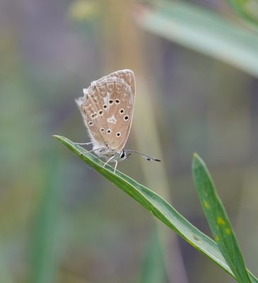 Getand Blauwtje / Meleager's Blue