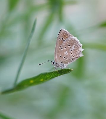 Getand Blauwtje / Meleager's Blue